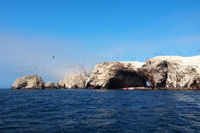 Foto full day Ballestas y Paracas 1