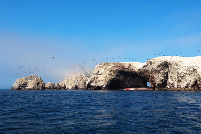 Foto full day Ballestas y Paracas 1