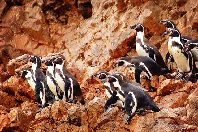 Foto full day Ballestas y Paracas 4