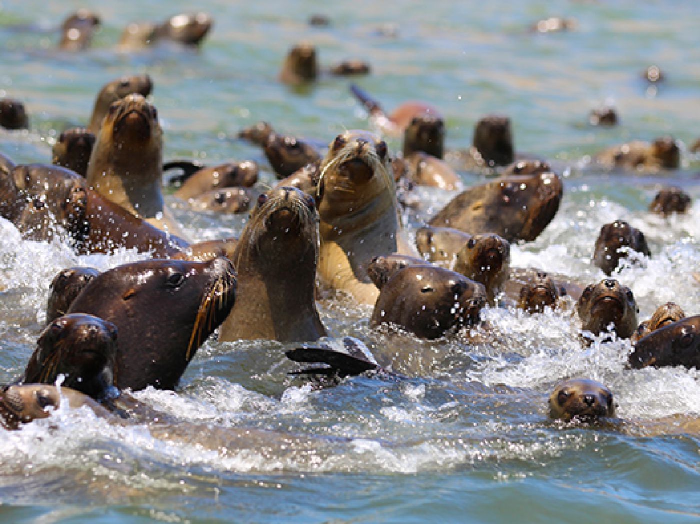 Tour Islas Ballestas y Reserva de Paracas