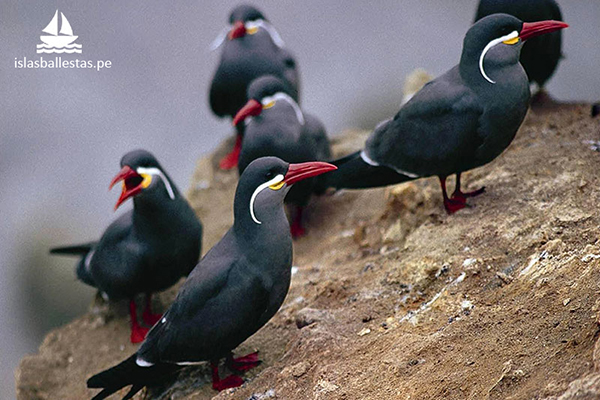 Avistamiento de aves durante el tour a las Islas Ballestas