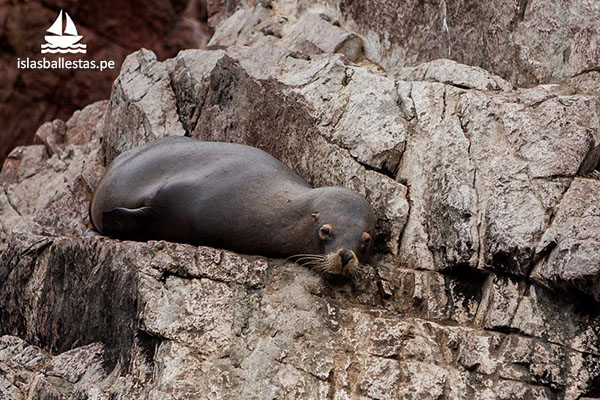 Lobo Marino hembra en las Islas Ballestas