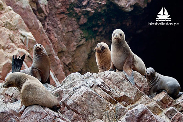 Lobos marinos vistos en el tour a Islas Ballestas